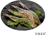 シロエビ