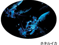 ホタルイカ